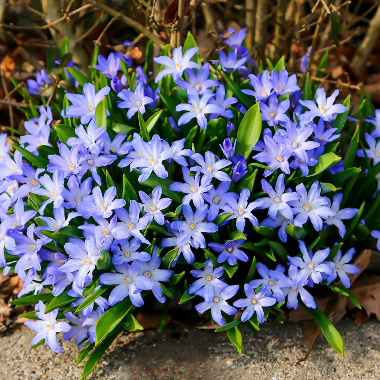 Хионодокса форбса